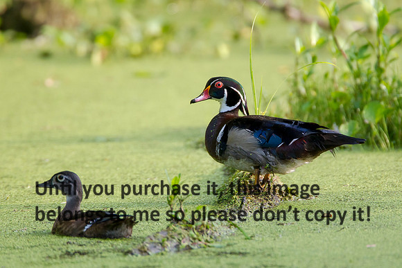 WoodDuckPair_LakeMartin-LA_Swamp-8061
