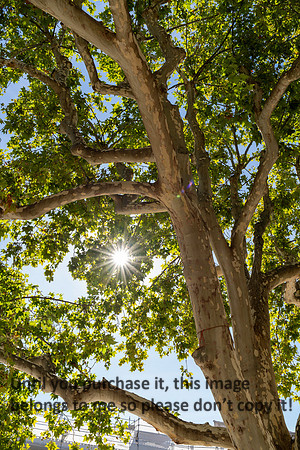 tree_france_2026_kellysheadshots.com_lg-01847