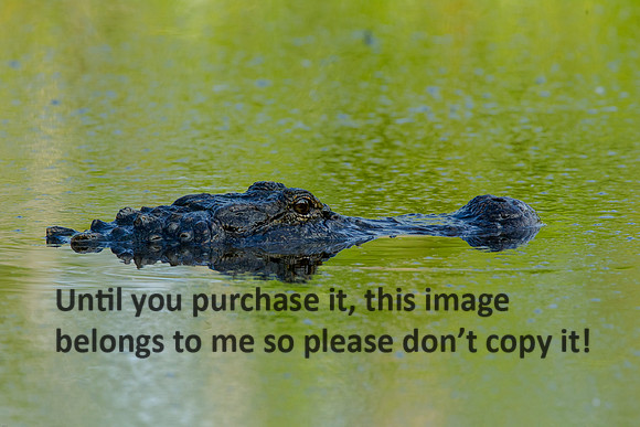 Alligator_LakeMartin-LA_Swamp-8220