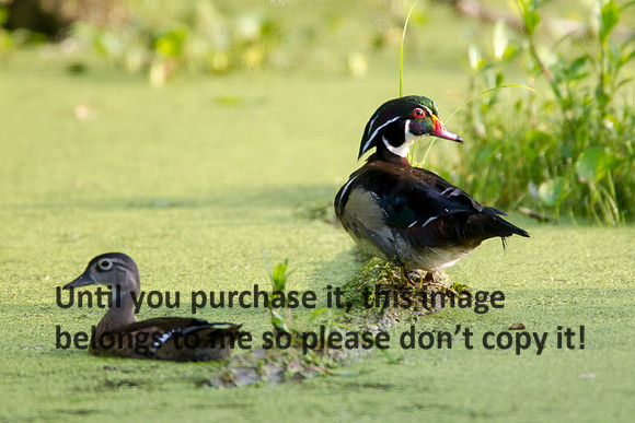 WoodDuckPair_LakeMartin-LA_Swamp-8083
