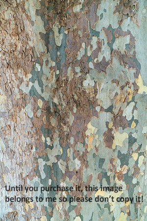 tree-bark_2026_kellysheadshots.com_lg-02047