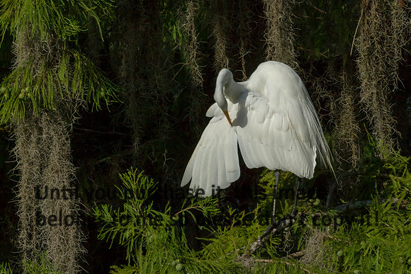 GreatEgret_Preening_LakeMartin_Louisiana_Swamp-8874