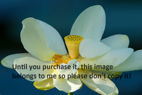 LotusFlower_LakeMartin-LA_Swamp-8326