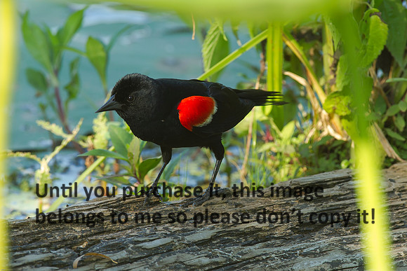 RedwingBlackbird_LakeMartin_Louisiana_Swamp-9059