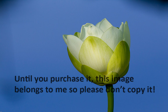 LotusFlower_LakeMartin_Louisiana_Swamp-9008
