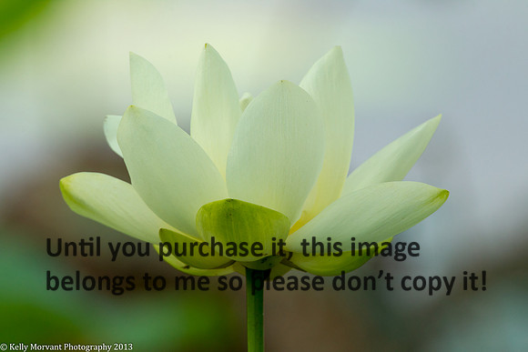 Lotus Flower_Lake Martin_La Swamp-1271
