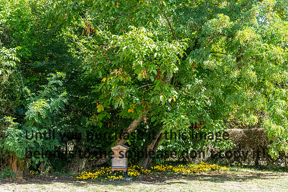 honey_bee_chateau-de-purnon_france_2026_kellysheadshots.com_lg-01675