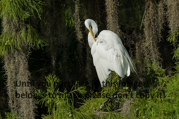 GreatEgret_Preening_LakeMartin_Louisiana_Swamp-8851