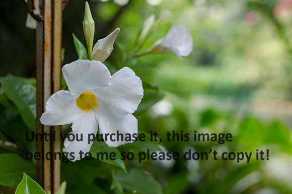 Flower-0225