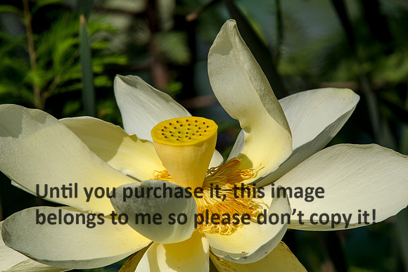 LotusFlower_LakeMartin-LA_Swamp-8364