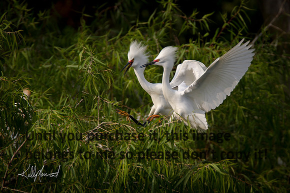 SnowyEgretPairFlying-9063
