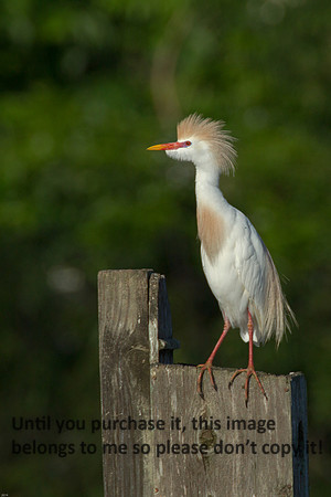 Cattle Egret- Breeding Plumage_Jefferson Island La-05-03-14-0013