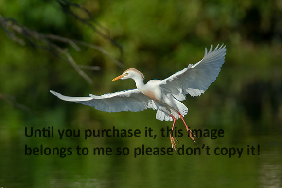 Cattle Egret - Breeding Plumage_Jefferson Island La-05-03-14-0173