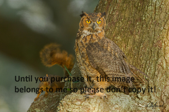 HornedOwl&Squirrel-StMartinville-4428