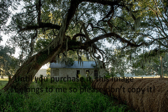 Early Morning_Shotgun House_Oak Tree_Fog_Hay_Vermilion Parish_Kelly Morvant Photography_10-12-14-7678