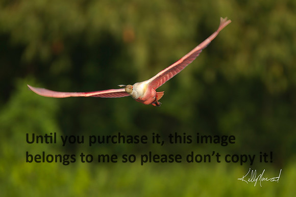 RoseatSpoonbillFlyingEarlyLight-JeffersonIsland-0532