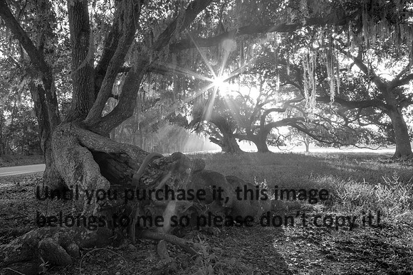 Early Morning_Live Oaks_Vermilion Parish_B&W_Kelly Morvant Photography_10-12-14-7730