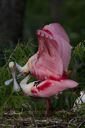 RoseateSpoonbillsFornicating-9613
