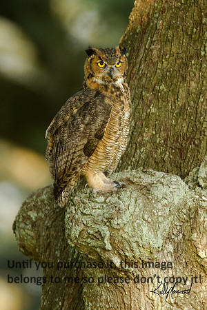 HornedOwl-StMartinville-4474