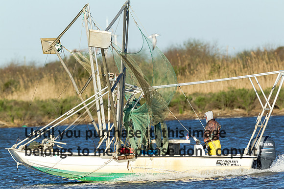 butterfly-shrimpboat_cameron_03-03-17_kellymorvant-photography-2017-0539