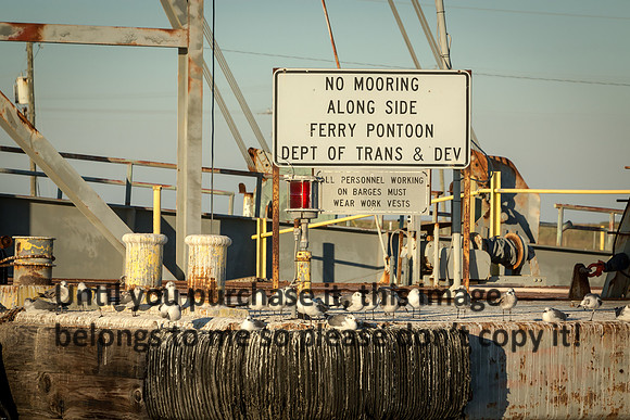 laughing-gulls_old-ferry_cameron-louisiana_kelly-morvant-photography_11-09-14-8738