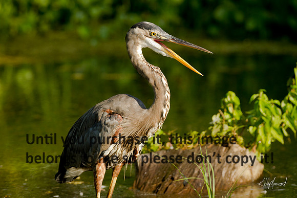 GreatBlueHeronNature-LakeMartin-1700