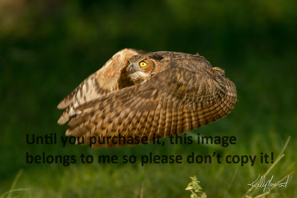 HornedOwl-StMartinville-4553