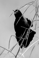 cameron_black-bird_03-24-18_kelly-morvant-photography_2856_bw