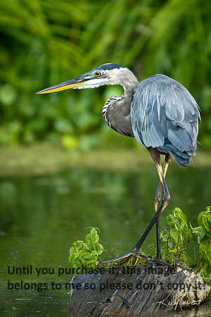 GreatBlueHeronNature-LakeMartin-1380