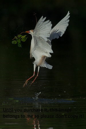 Cattle Egret- Breeding Plumage_Jefferson Island La-05-03-14-0038