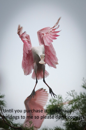 RoseateSpoonbillFlyingJeffersonIsland-8846