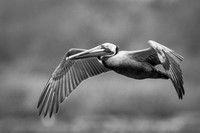 brown_pelican_flying_cameron_la_kelly-morvant-photography_03-30-14_5655_bw