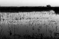 cameron-national-wildlife-refuge_12-01-19_kelly.morvant.photography_0425_bw