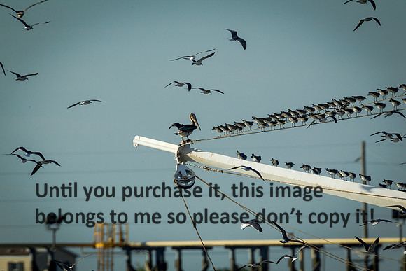 southern-lady_shrimp-boat_cameron-louisiana_kelly-morvant-photography_10-23-14-6605