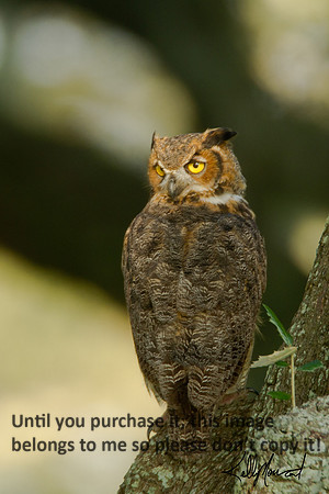 HornedOwl-StMartinville-4538