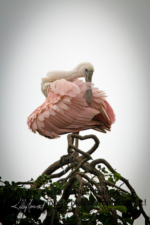 RoseateSpoonbillPreeningJeffersonIsland-8981