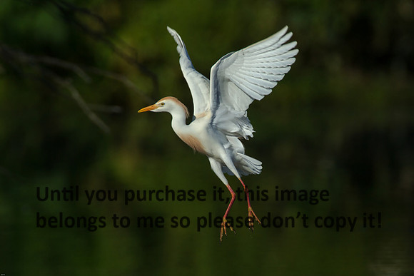Cattle Egret - Breeding Plumage_Jefferson Island La-05-03-14-0174