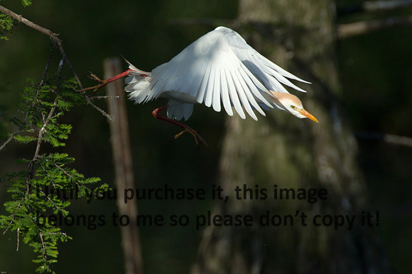 Cattle Egret - Breeding Plumage_Jefferson Island La-05-03-14-0165