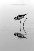black-necked-stilt_cameron-la_2015_kelly-morvant-photog-2216_bw