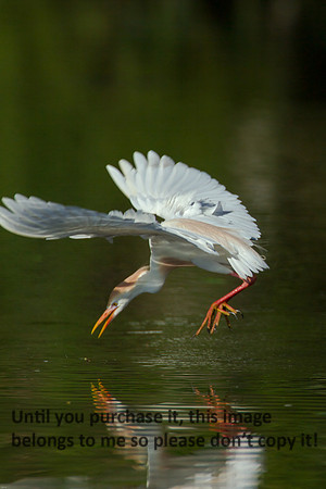 Cattle Egret - Breeding Plumage_Jefferson Island La-05-03-14-0240