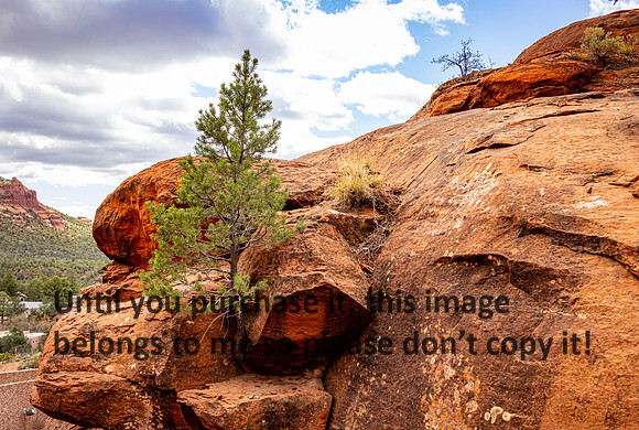 tree-in-rocks_sedona-az_kellysheadshots.com_03-19-25-20833