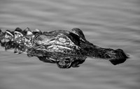 alligator_cameron-national-wildlife-refuge_pintail-drive_12-01-19_kellysheadshots.com-0988_bw