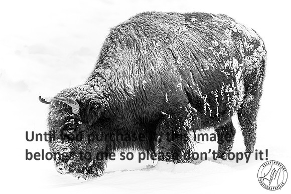 yellowstone_2-bison_kellysheadshots.com_01-27-23_bw-13449