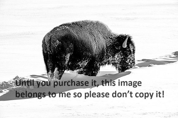 yellowstone_bison_kellysheadshots.com_01-27-23_bw-16449