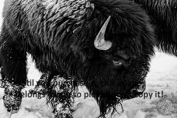 yellowstone_bison_kellysheadshots.com_01-27-23-11366