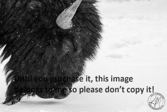 yellowstone_bison_kellysheadshots.com_01-27-23-11643