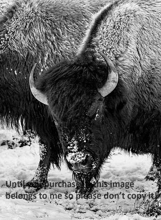 yellowstone_bison_kellysheadshots.com_01-27-23-11982