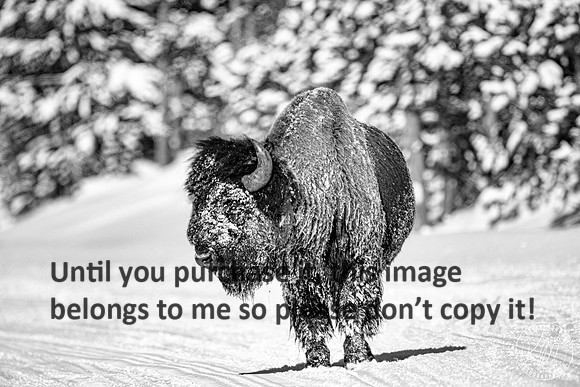 yellowstone_kellysheadshots.com_01-27-23-15900
