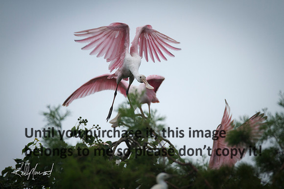 RoseateSpoonbillFlyingJeffersonIsland-8843