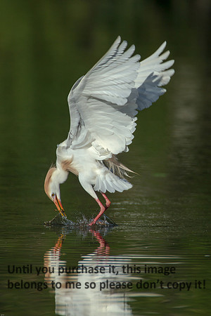 Cattle Egret - Breeding Plumage_Jefferson Island La-05-03-14-0241